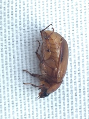 Cyclocephala pasadenae