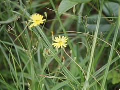 Ixeris chinensis