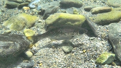 Kuhlia marginata