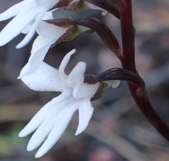 Holothrix parviflora