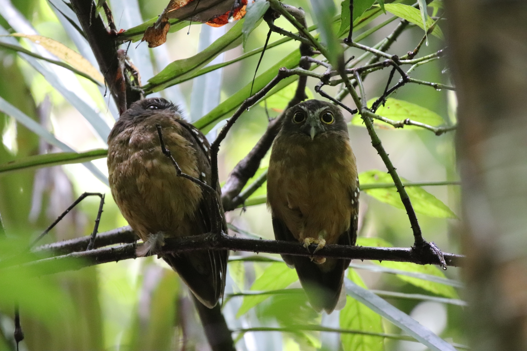 Ochre-bellied Boobook (Ninox ochracea), photo 2