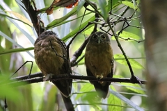 Ninox ochracea