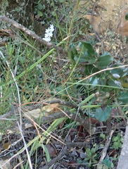 Holothrix parviflora