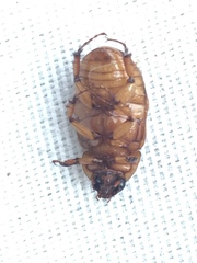 Cyclocephala pasadenae