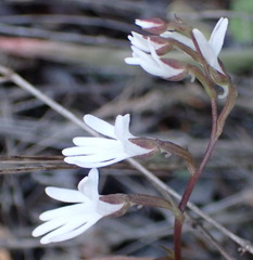 Holothrix parviflora