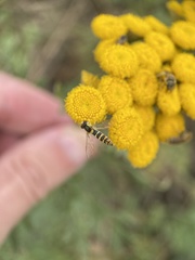 Sphaerophoria scripta