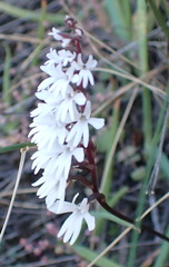 Holothrix parviflora