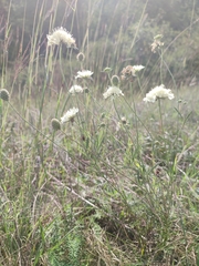 Scabiosa ochroleuca