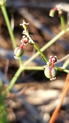 Euphorbia polyphylla