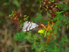 Aplocera plagiata