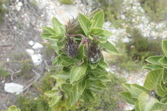 Gomphocarpus cancellatus