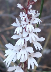 Holothrix parviflora