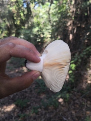 Russula cerolens