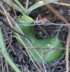 Holothrix parviflora