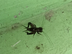 Velarifictorus micado