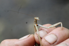 Tenodera angustipennis