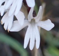 Holothrix parviflora