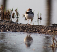 Charadrius collaris