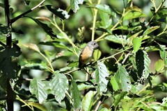 Muscicapa ferruginea
