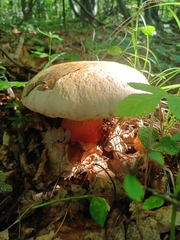 Rubroboletus satanas