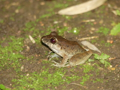 Craugastor crassidigitus