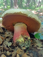 Rubroboletus satanas