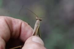 Tenodera angustipennis