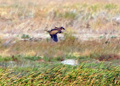 Botaurus lentiginosus