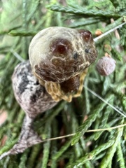 Mastophora hutchinsoni