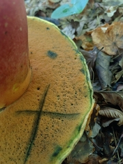 Rubroboletus satanas