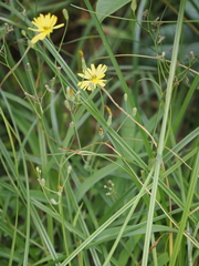 Ixeris chinensis