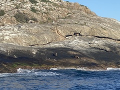 Otariidae