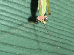Tenodera sinensis