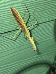 Tenodera sinensis