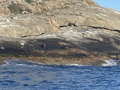 Otariidae