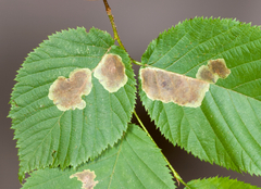 Cameraria ostryarella