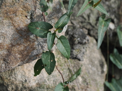 Reynoutria multiflora