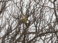 Gubernatrix cristata