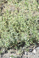 Polygonum aviculare