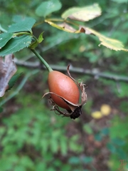 Rosa canina