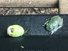 Hyla gratiosa