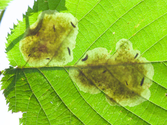 Cameraria ostryarella