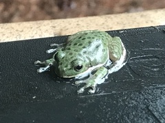 Hyla gratiosa