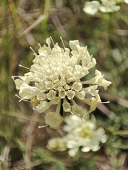 Scabiosa ochroleuca