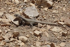 Liolaemus austromendocinus