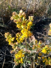 Solidago