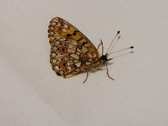 Boloria selene