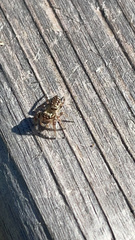 Paraphidippus aurantius