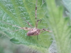 Oligolophinae
