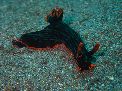 Nembrotha kubaryana
